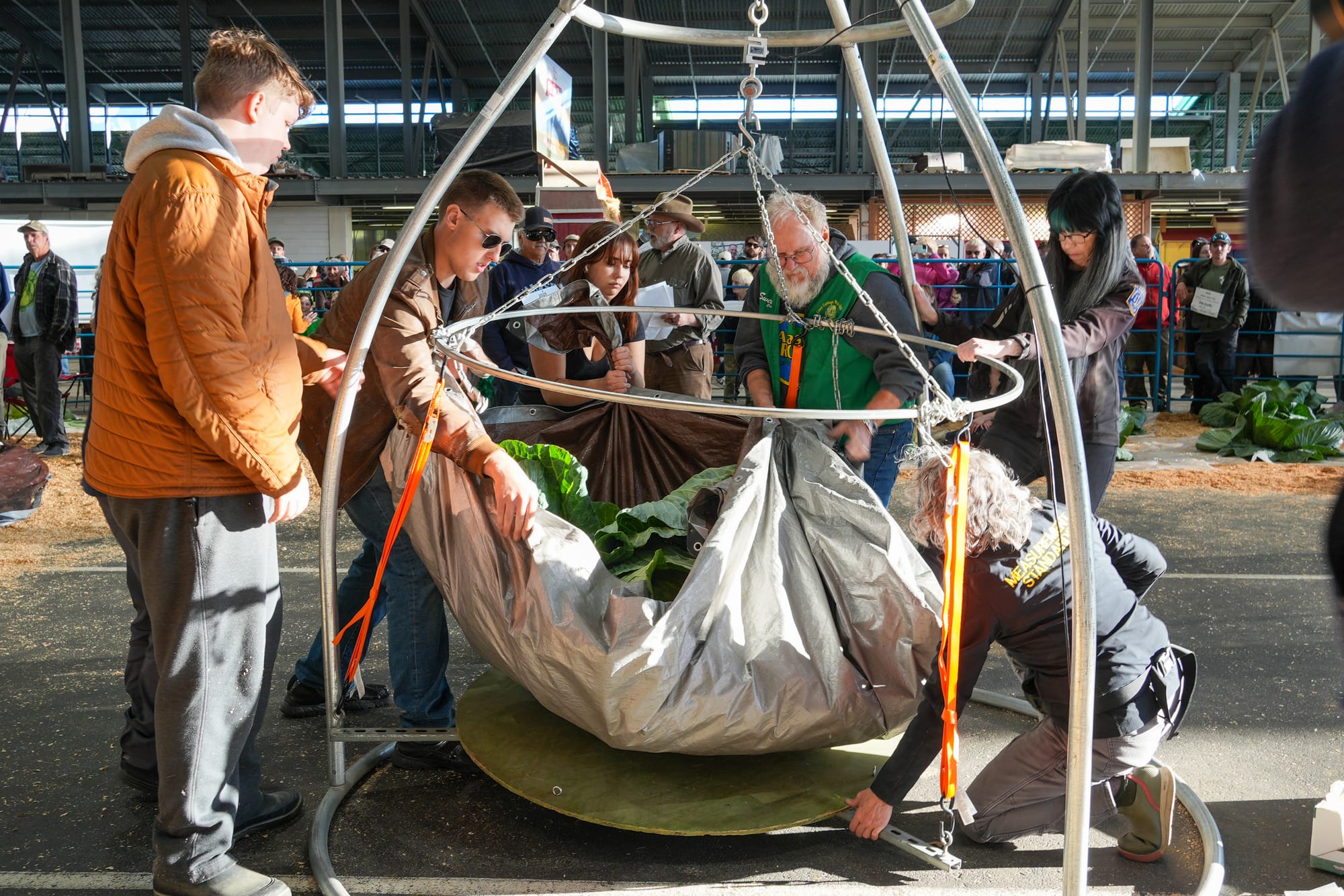 Judges and volunteers load Scott Robb's cabbage on the scale