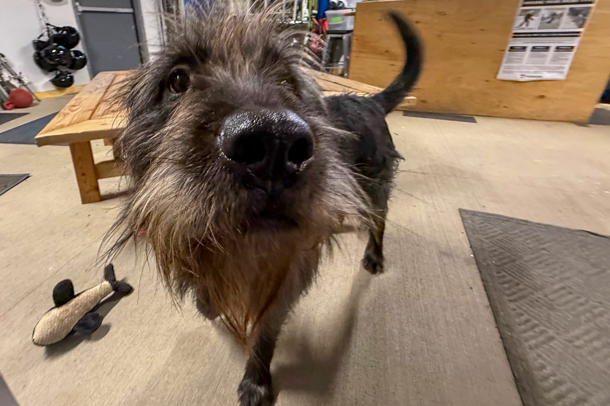 Tinsel, a Labrador retriever/shorthaired pointer mix, greets visitors