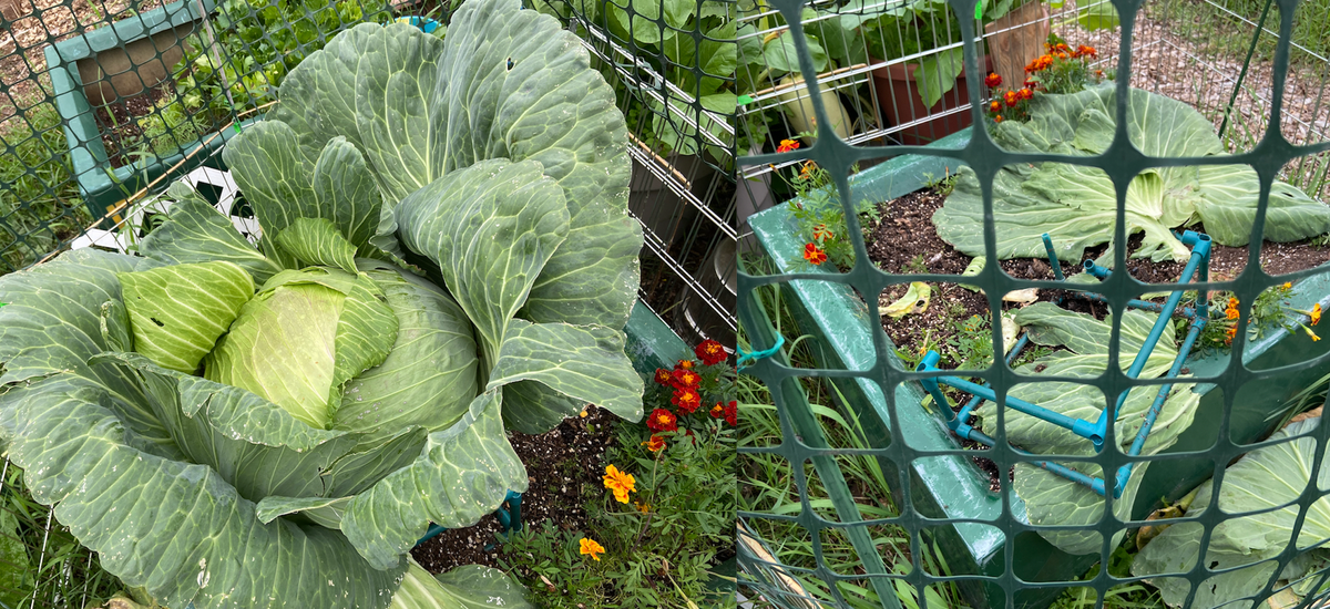 A cabbage named Clyde was set to vie for Alaska State Fair glory. Then, he went missing.