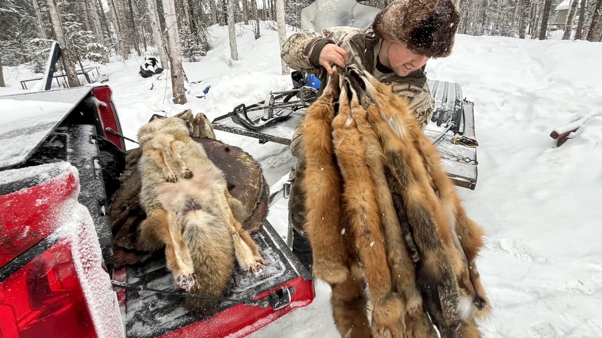 For this newly arrived Alaskan, trapping makes for a more meaningful life