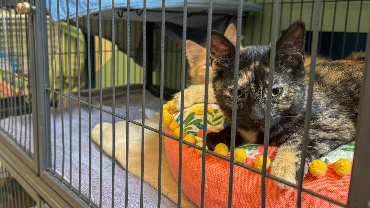 Mat-Su Assembly approves animal control takeover, tax shift for city residents