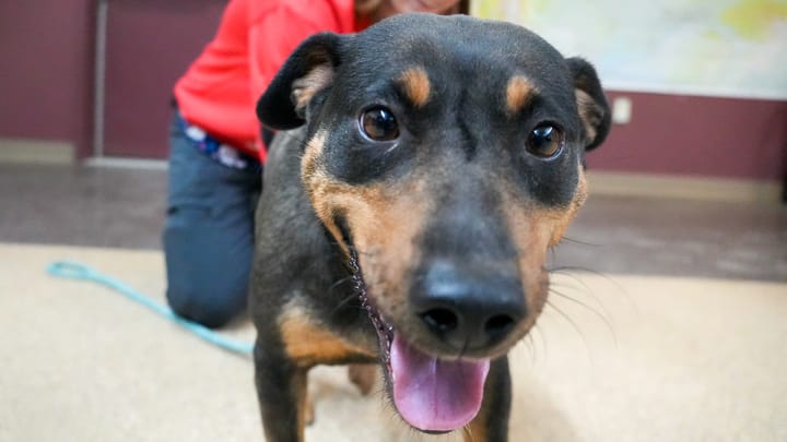 An adult female dog rescued from flooding in Kwigillingok