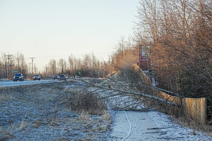 A  tree sits over a bike path off the Palmer Wasilla Highway